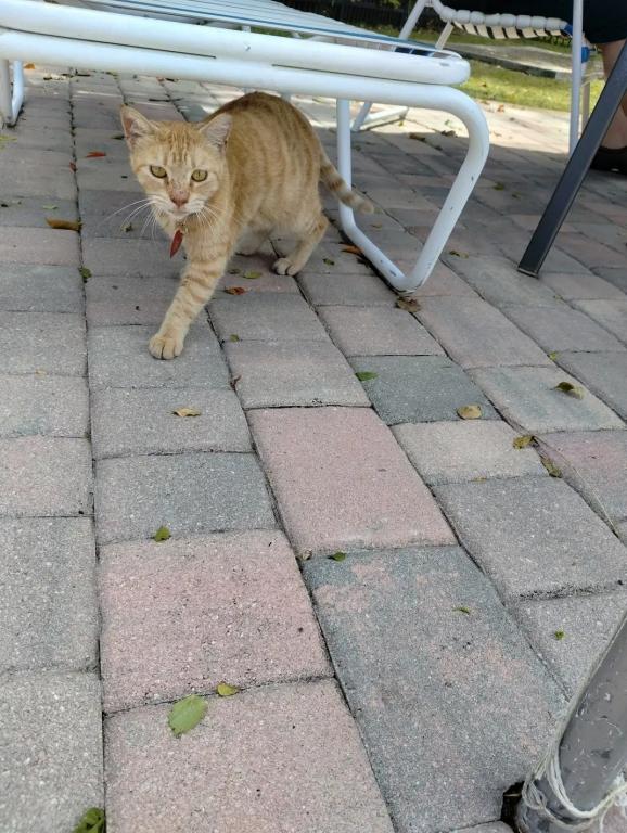 Sesame CatKat photo 2