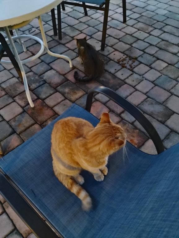 Sesame CatKat photo 11