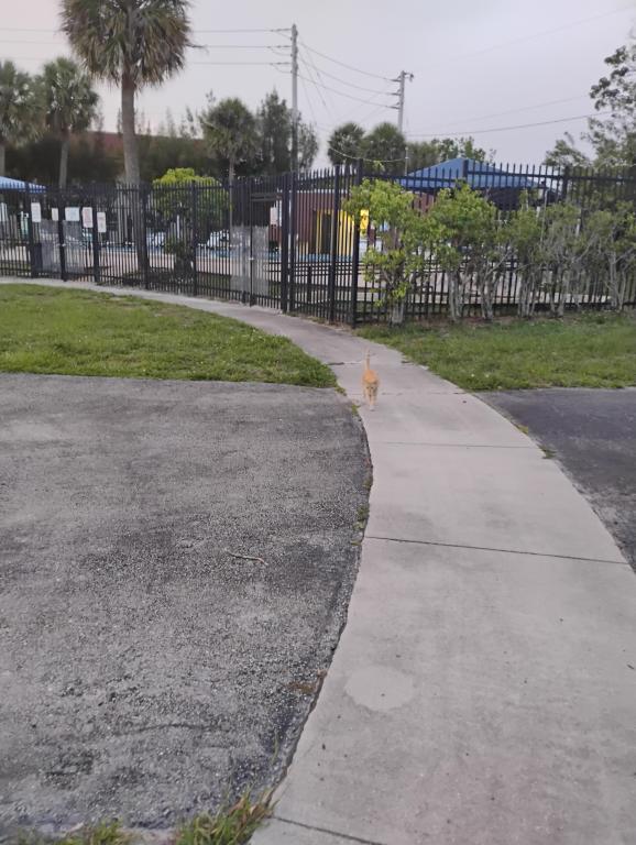 Sesame CatKat photo 9