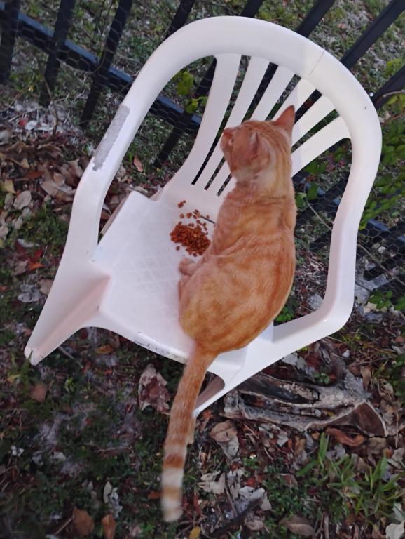 Mister Mustard photo 14
