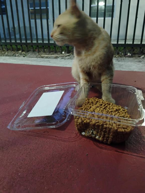 Mister Mustard photo 45