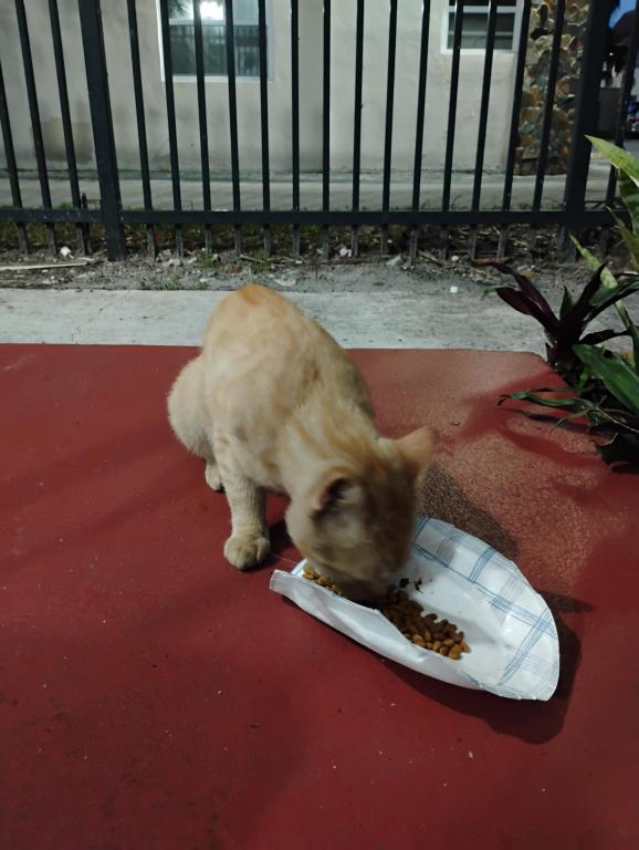 Mister Mustard photo 39