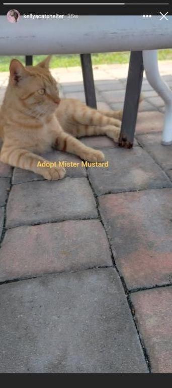 Mister Mustard photo 59