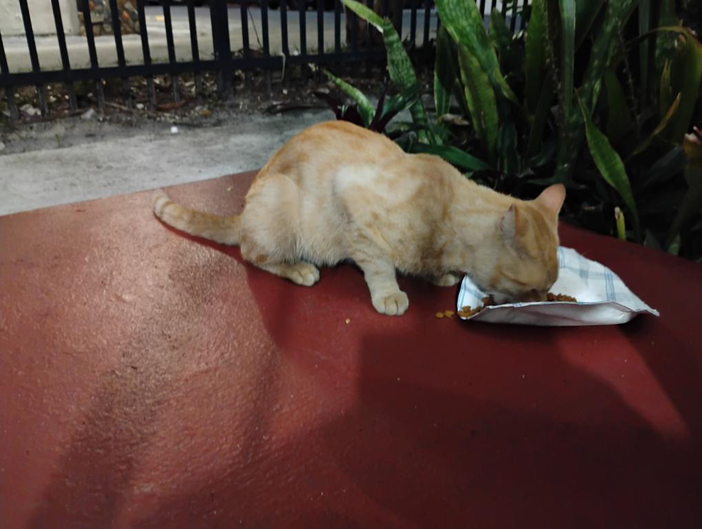Mister Mustard photo 31