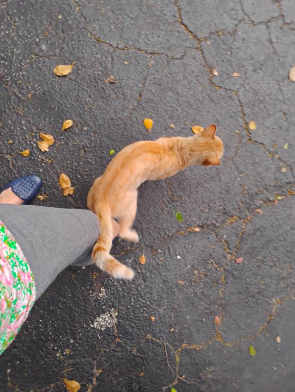 Mister Mustard photo 9