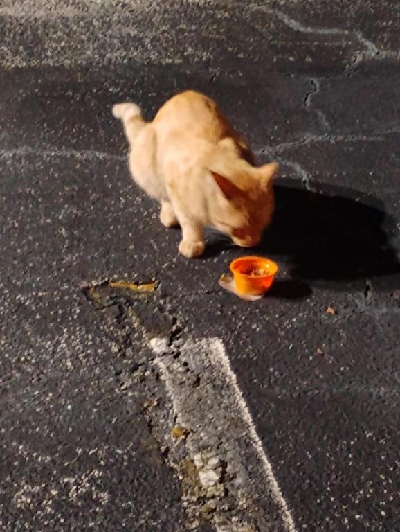 Mister Mustard photo 23