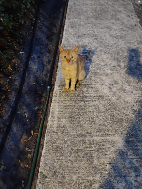 Mister Mustard photo 51