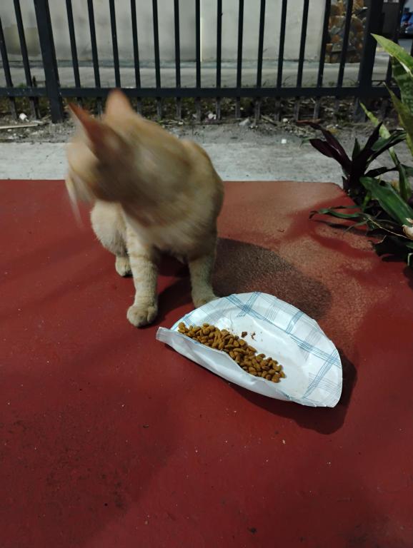Mister Mustard photo 40