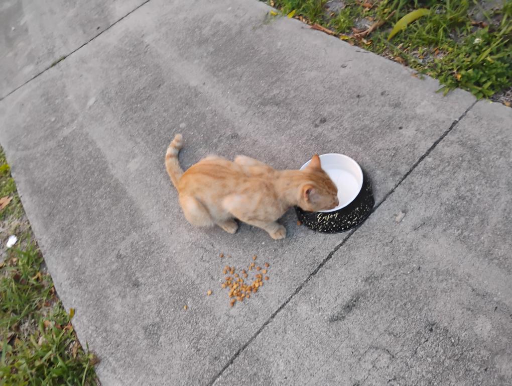 Mister Mustard photo 16
