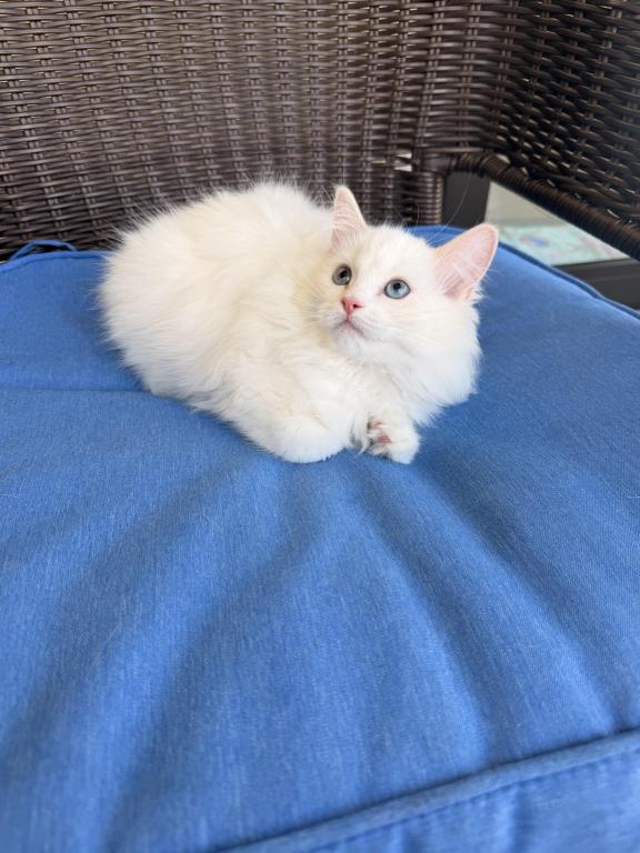 Ragdoll Kittens photo 8