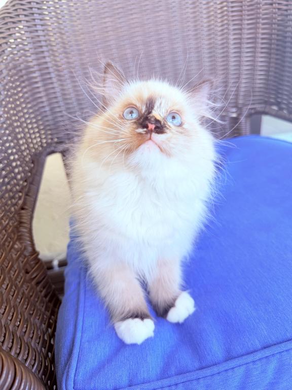 Ragdoll Kittens photo 3