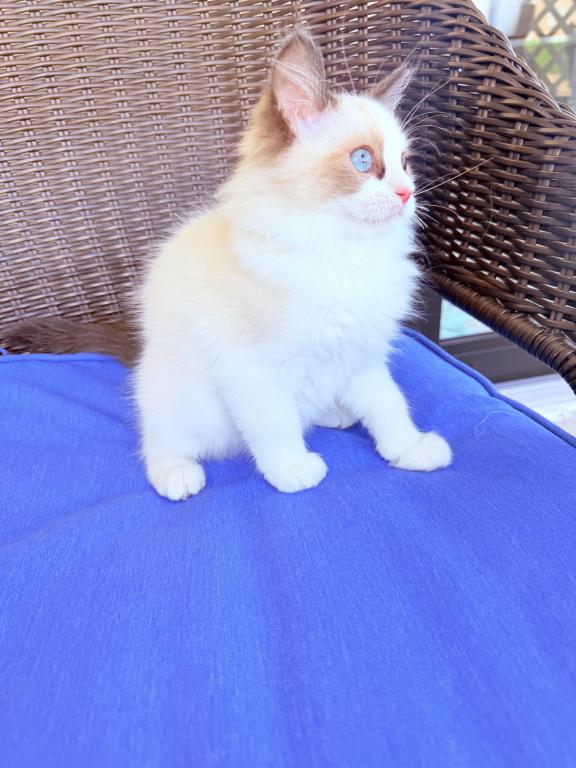 Ragdoll Kittens photo 6