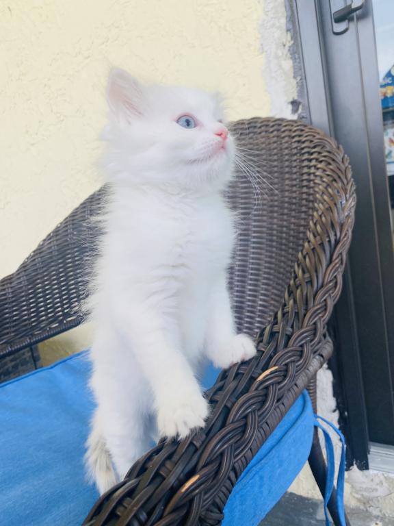 Ragdoll Kittens photo 12