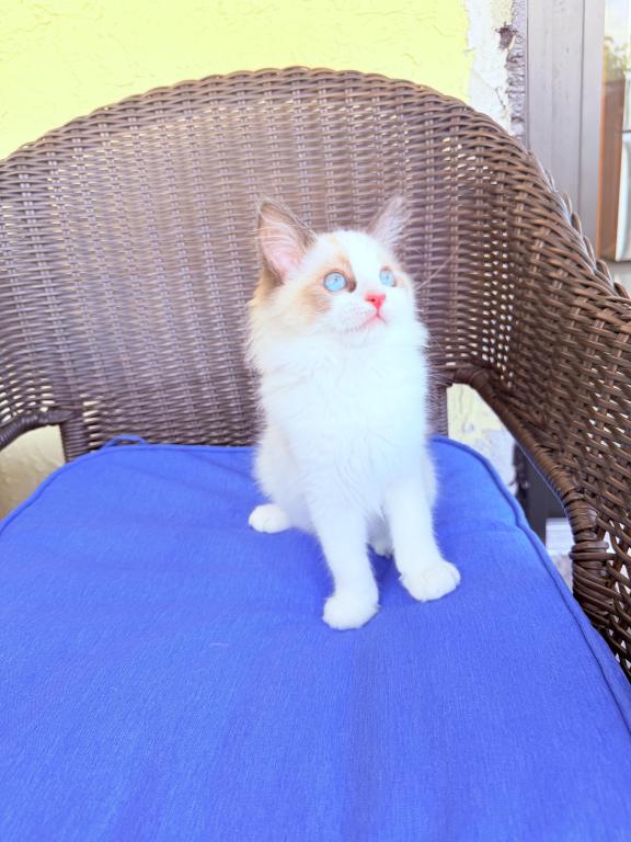 Ragdoll Kittens photo 7