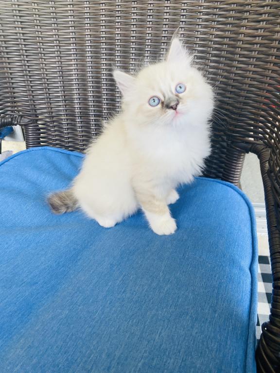 Ragdoll Kittens photo 14
