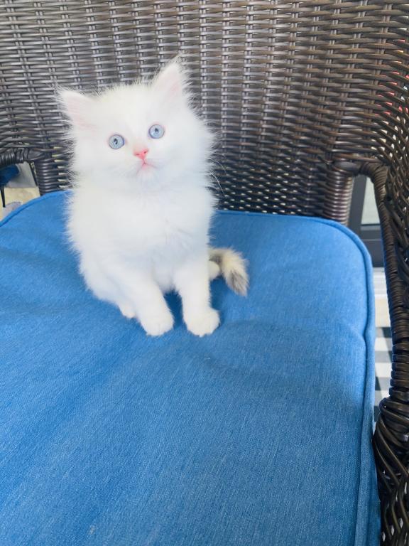 Ragdoll Kittens photo 13