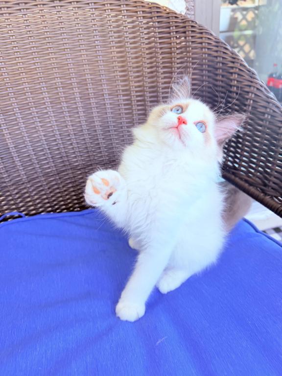 Ragdoll Kittens photo 5