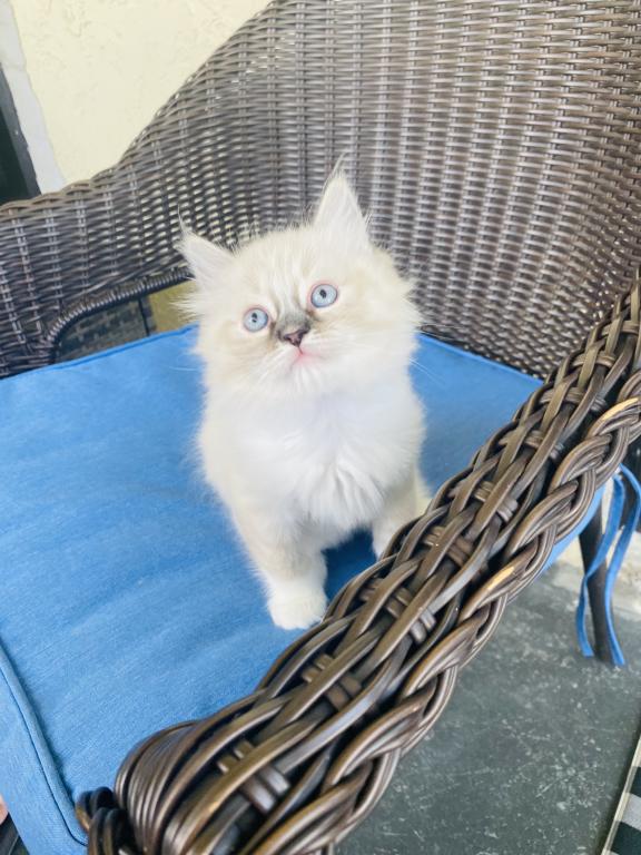 Ragdoll Kittens photo 1