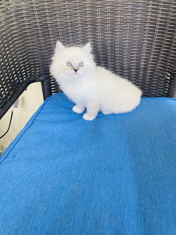 Ragdoll Kittens photo 10