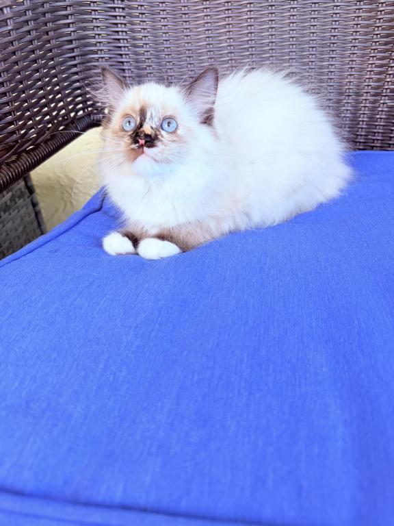 Ragdoll Kittens photo 4