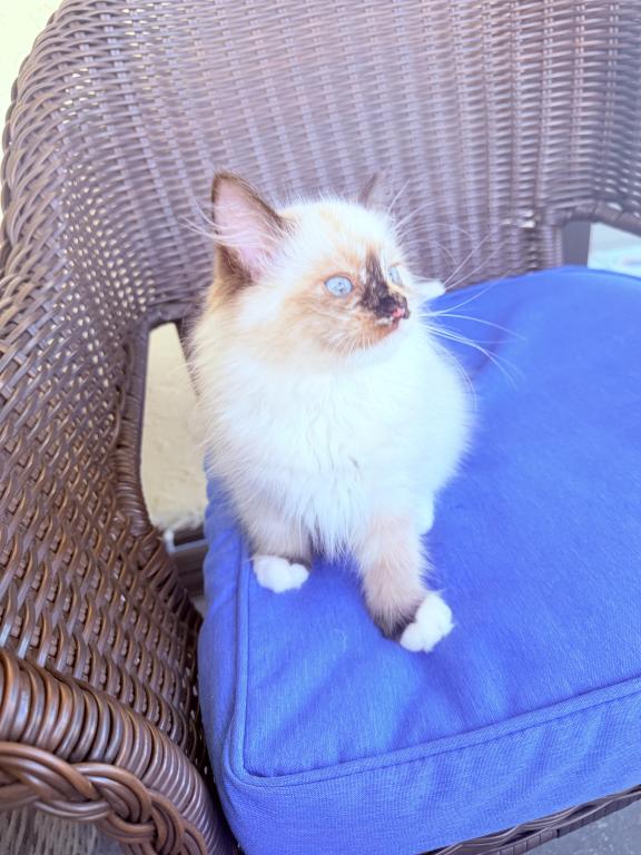 Ragdoll Kittens photo 2