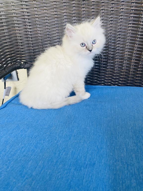 Ragdoll Kittens photo 11