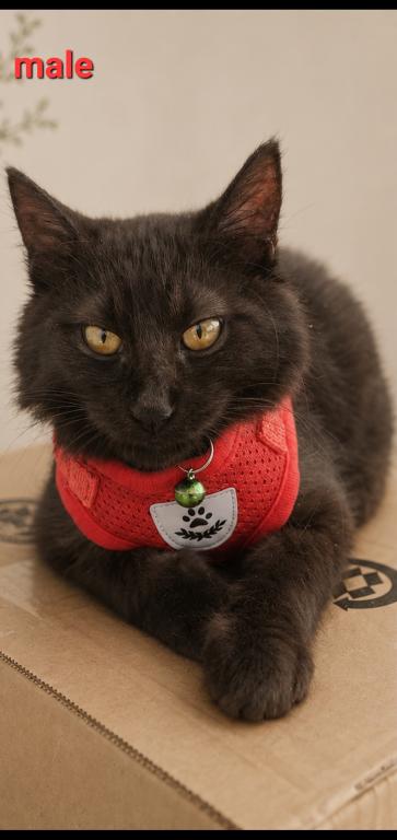 Salem