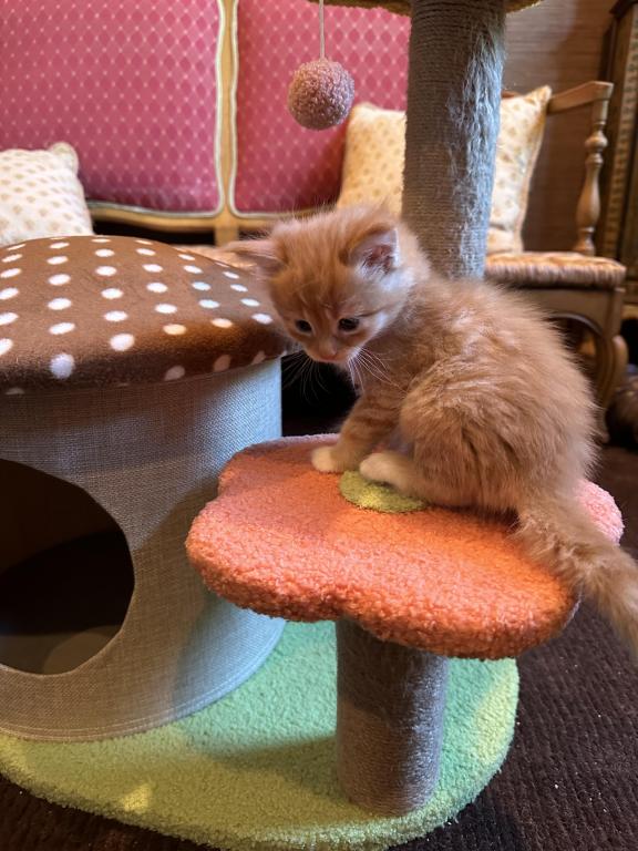 Maine Coon Kittens photo 6