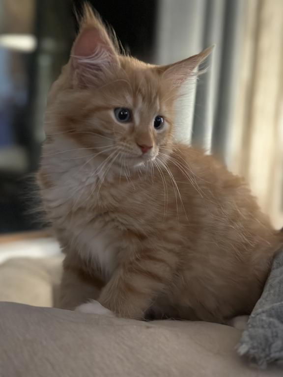 Maine Coon Kittens photo 2