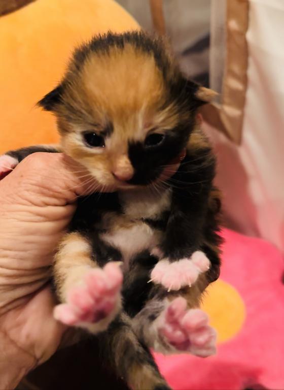 Maine Coon Kittens photo 10