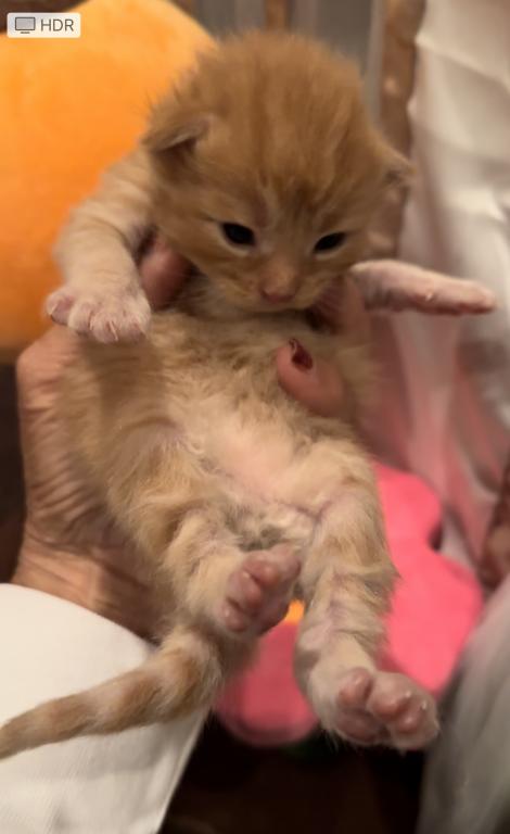 Maine Coon Kittens photo 9
