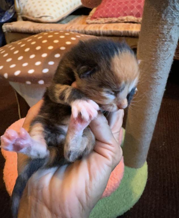 Maine Coon Kittens photo 19