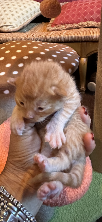 Maine Coon Kittens photo 16