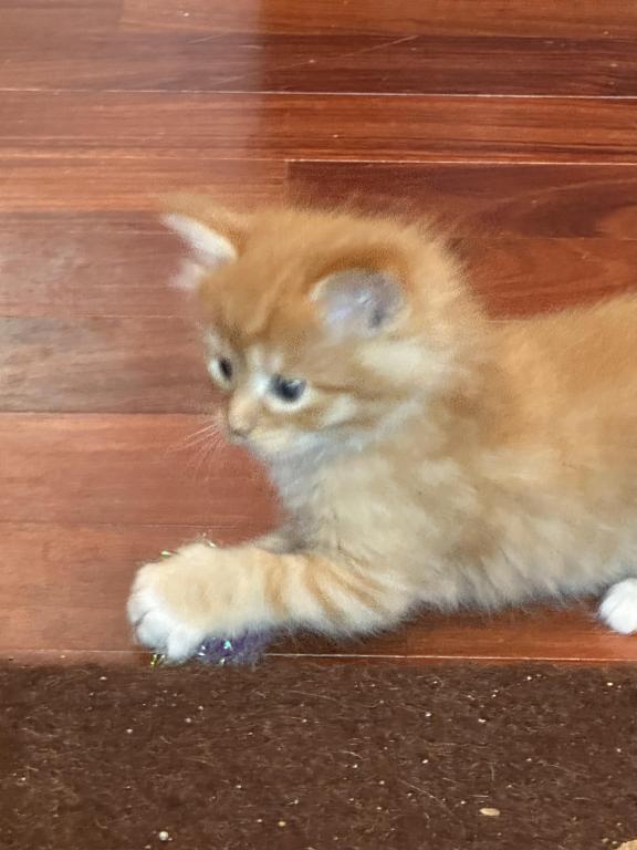 Maine Coon Kittens photo 7
