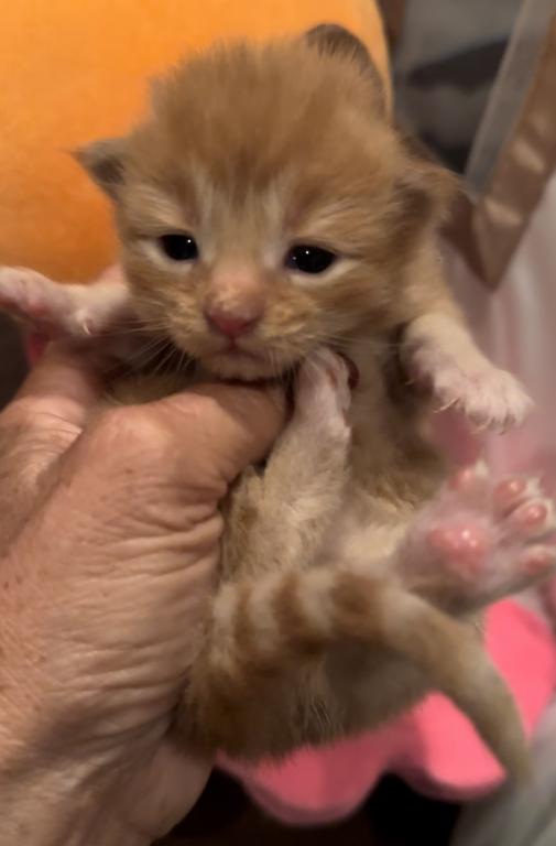 Maine Coon Kittens photo 11