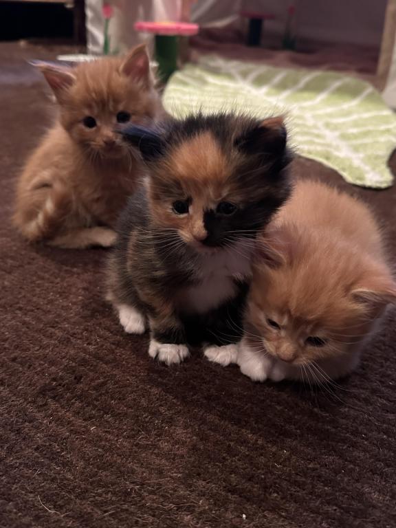 Maine Coon Kittens photo 5