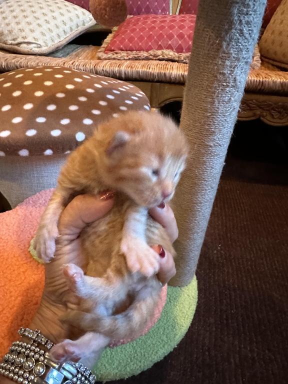 Maine Coon Kittens photo 15