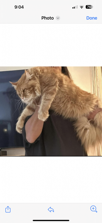 Maine Coon Kittens photo 13