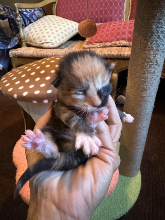 Maine Coon Kittens photo 14