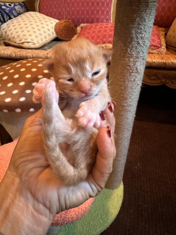Maine Coon Kittens photo 17