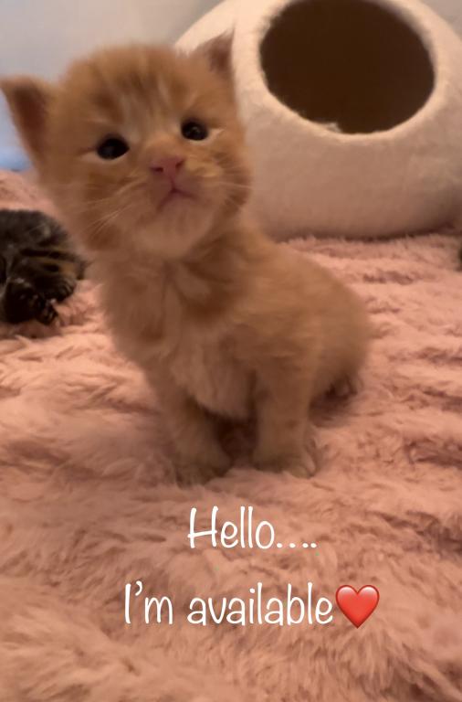 Maine Coon Kittens photo 8