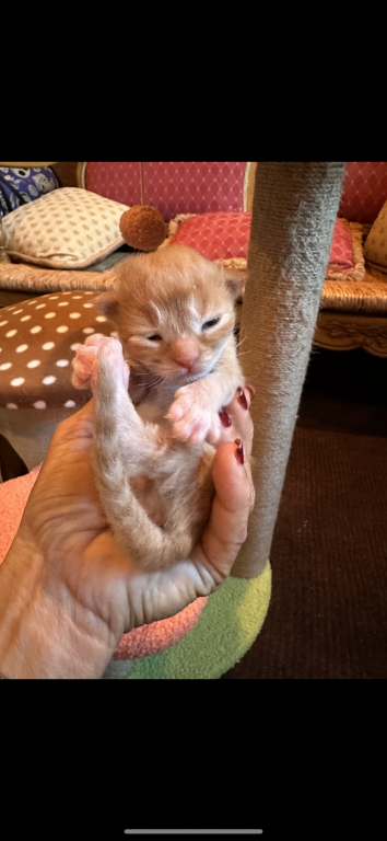 Maine Coon Kittens photo 18