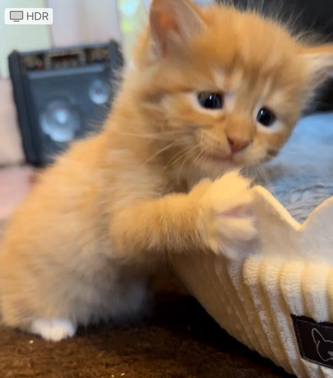 Maine Coon Kittens photo 3