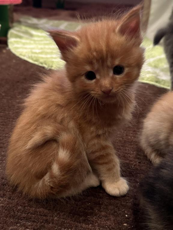Maine Coon Kittens photo 4