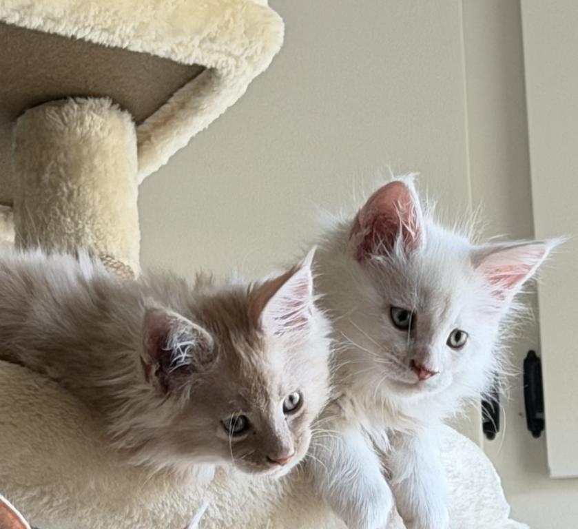 Fast And Furriest Litters A And B