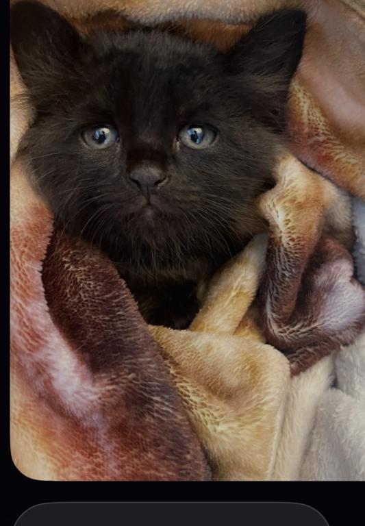 Milo photo 1
