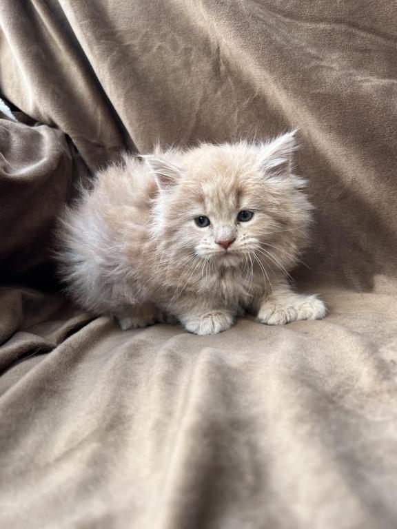 XXL MOCHI photo 5