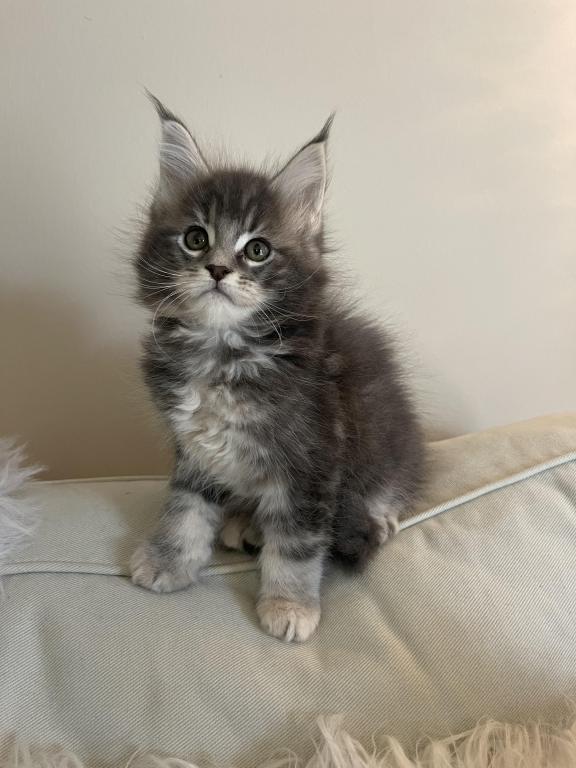 XXL MOCHI photo 2