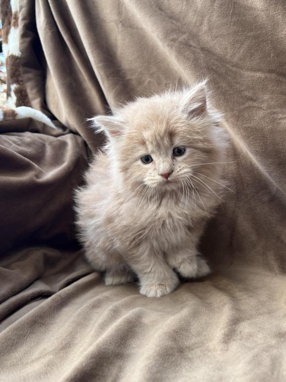 XXL MOCHI photo 3