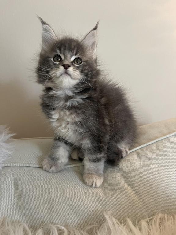 XXL MOCHI photo 4